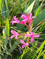 Disa gladioliflora gladioliflora