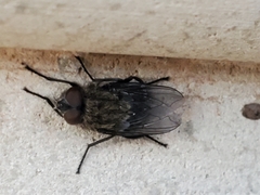 Diptera