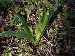 Orchis purpurea
