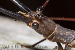 Corydalus bidenticulatus