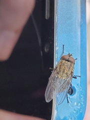 Diptera