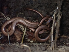 Anguis fragilis