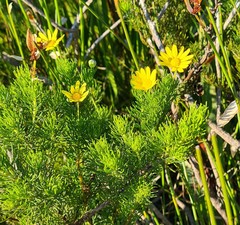 Euryops pinnatipartitus