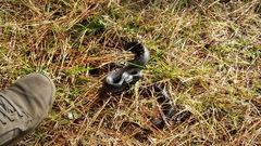 Pantherophis spiloides