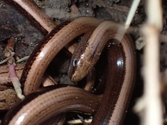 Anguis fragilis