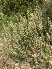 Alyssoides utriculata