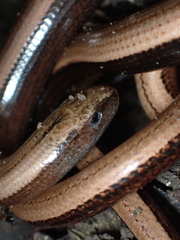 Anguis fragilis