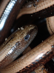 Anguis fragilis