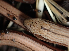 Anguis fragilis