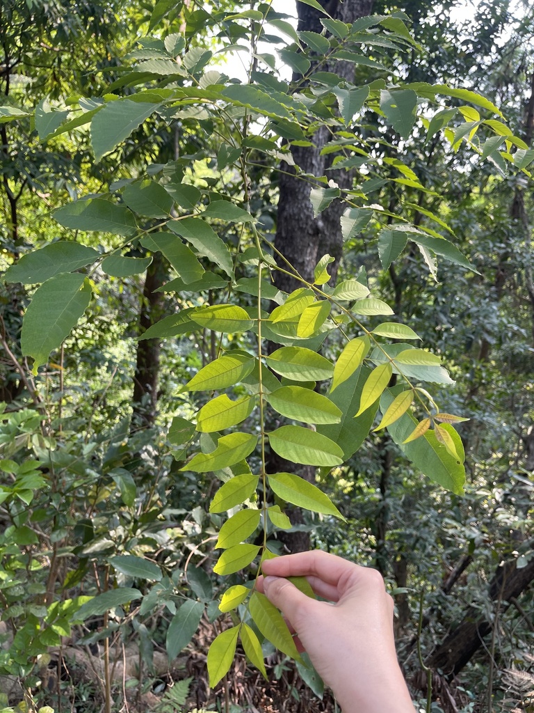 Choerospondias axillaris; photograph Yj, CC BY, iNaturalist via GBIF