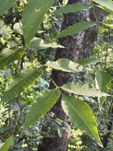 Choerospondias axillaris, photograph 1