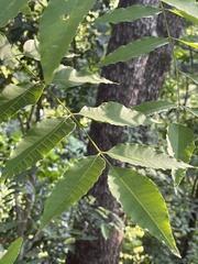 Yj, CC BY, iNaturalist via GBIF Choerospondias axillaris, photograph Yj, CC BY, iNaturalist via GBIF