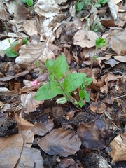 Pulmonaria officinalis