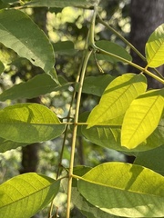 Yj, CC BY, iNaturalist via GBIF Choerospondias axillaris, photograph Yj, CC BY, iNaturalist via GBIF