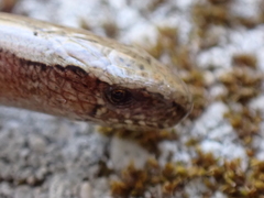 Anguis fragilis