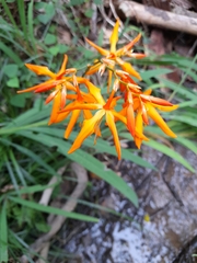 Crocosmia aurea aurea
