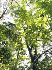 Yj, CC BY, iNaturalist via GBIF Choerospondias axillaris, photograph Yj, CC BY, iNaturalist via GBIF
