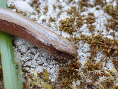Anguis fragilis