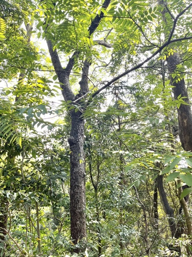 Choerospondias axillaris, photograph 4