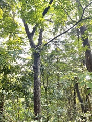Yj, CC BY, iNaturalist via GBIF Choerospondias axillaris, photograph Yj, CC BY, iNaturalist via GBIF