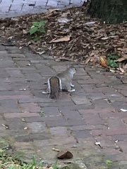 Sciurus carolinensis