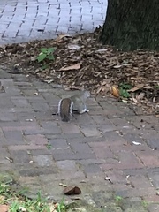 Sciurus carolinensis