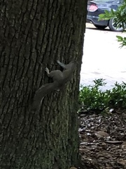 Sciurus carolinensis