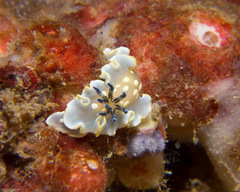 Ardeadoris tomsmithi