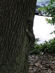 Sciurus carolinensis