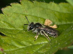 Andrena viridescens