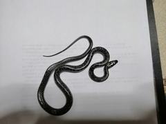 Lycodon capucinus
