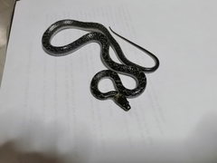 Lycodon capucinus