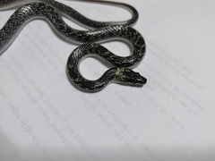 Lycodon capucinus