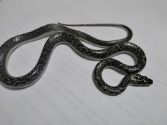 Lycodon capucinus