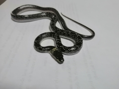 Lycodon capucinus