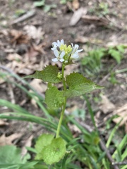 Alliaria petiolata