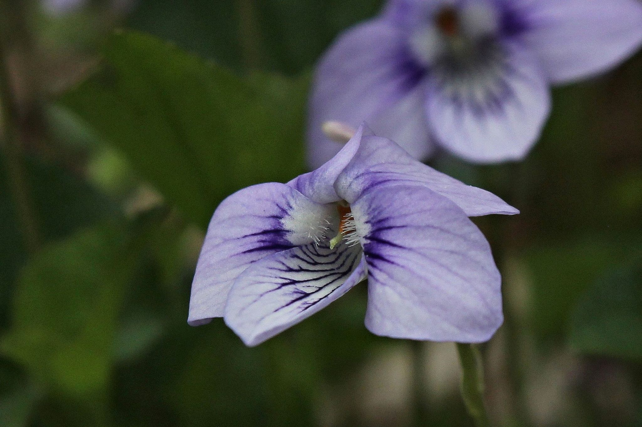 Viola X malteana