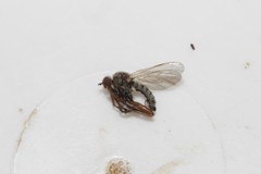 Empis trianguligera