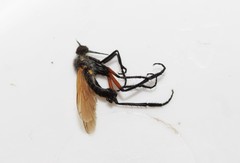 Empis pulchripes