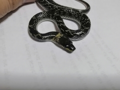 Lycodon capucinus