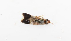 Dorycera maculipennis