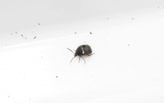 Spermophagus sericeus