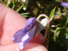 Viola
