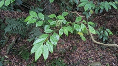 Murraya euchrestifolia