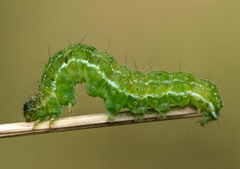 Hypena proboscidalis