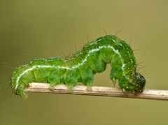 Hypena proboscidalis