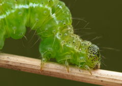 Hypena proboscidalis