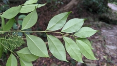 Murraya euchrestifolia