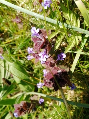 Glechoma hederacea