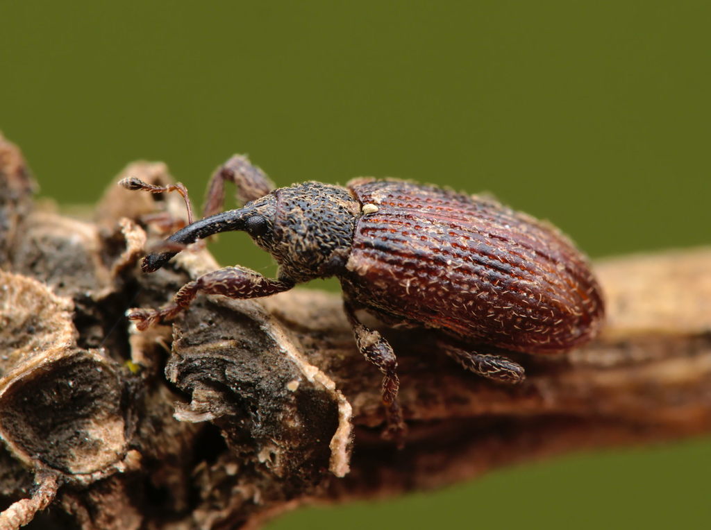 Bradybatus kellneri